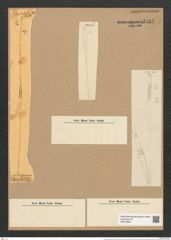 Toxarium kennedyanum (Greg.) Grun. (de-Toni-Nr.: Genus 69, Species 2687) Zeichnungen Sammlung Grunow Nr. 5512 (NHMW-BOT-W0373956)
